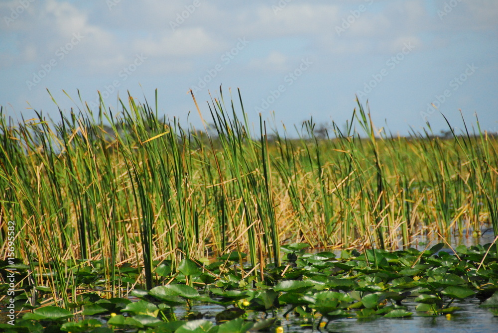 Fototapeta premium Everglades