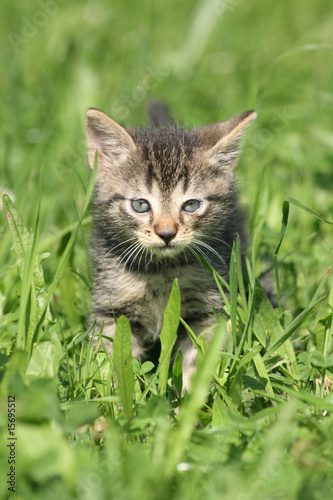 Wallpaper Mural small cat Torontodigital.ca