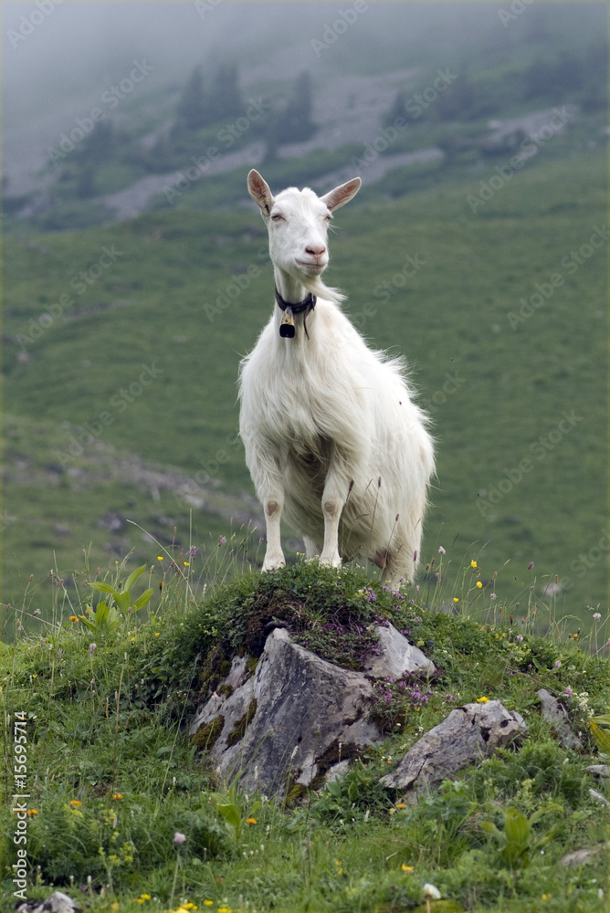 Obraz premium Ziege, Gebirge