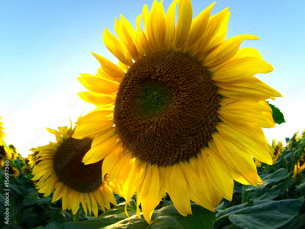 Obraz premium Sonnenblumen