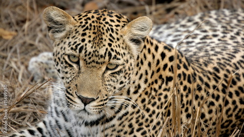 Curious Leopard  Sabi Sands  Kruger National Park  South Africa