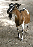 Brown, black and white goat