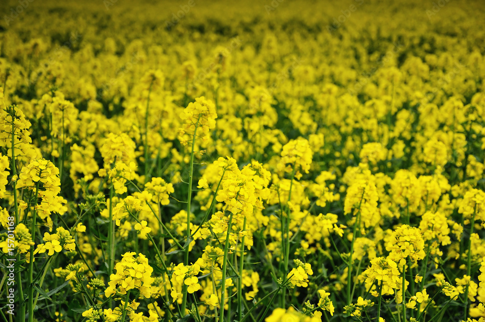 Rapeseed Field - Full Frame