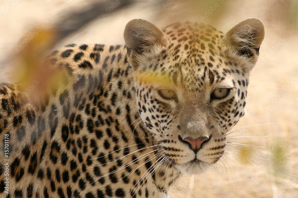 Fototapeta premium Leopardenkopf