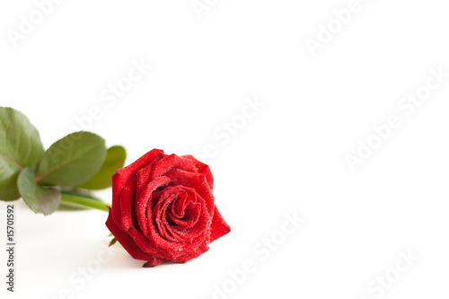 A red rose with water drops