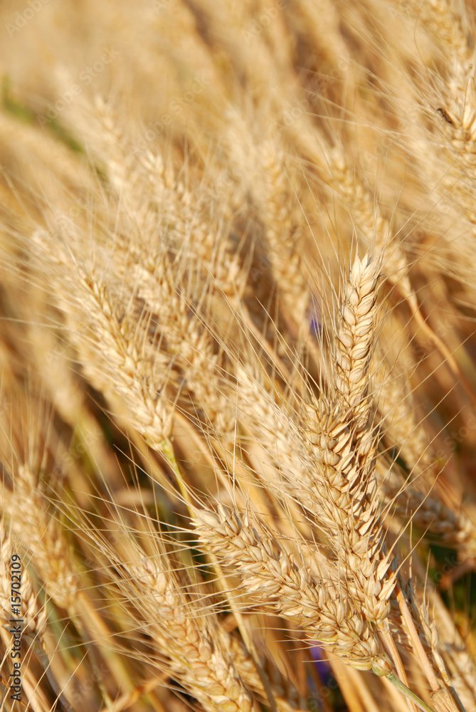 Wheat ears Wheat ears