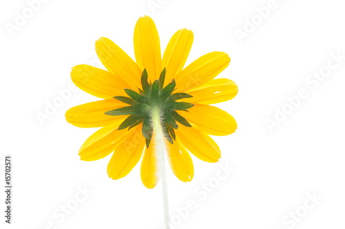 Black Eyed Susan on White