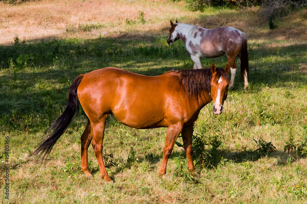 Fototapeta premium Horses