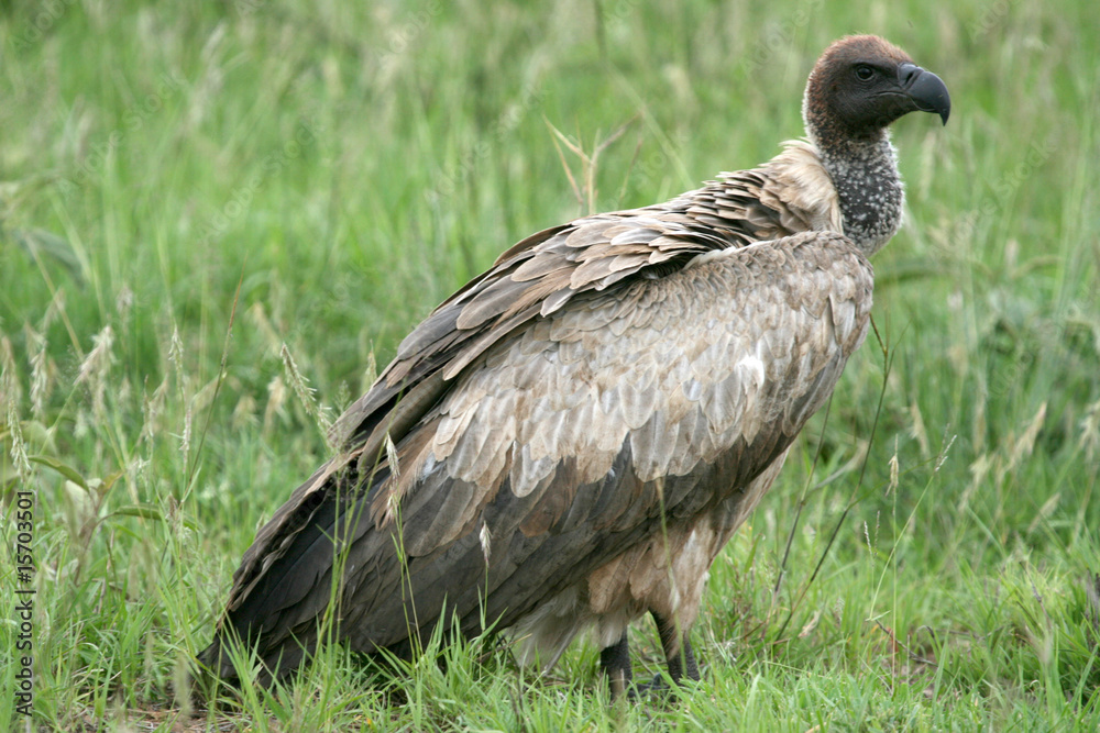 Vulture - Serengeti, Tanzania, Africa Vulture - Serengeti, Tanzania, Africa