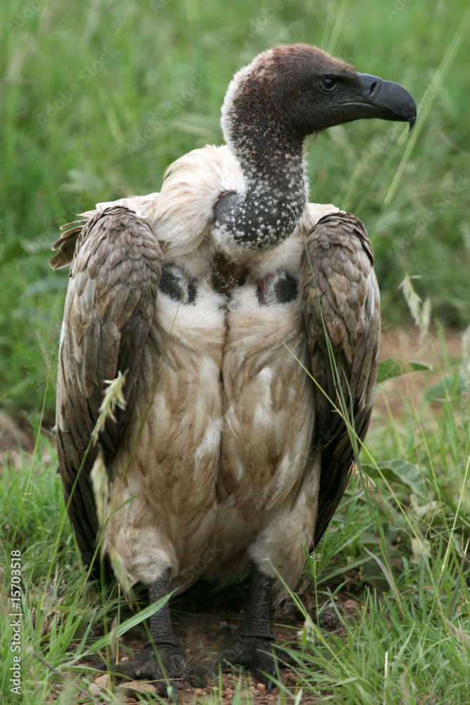 Fototapeta premium Vulture - Serengeti, Tanzania, Africa