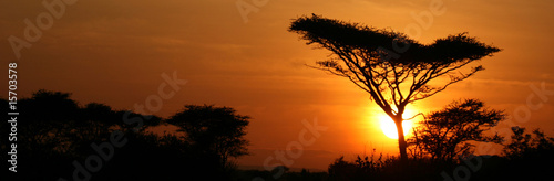 Acacia Tree Sunset  Serengeti  Africa