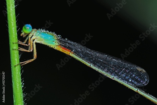 blue damselfly in the parks