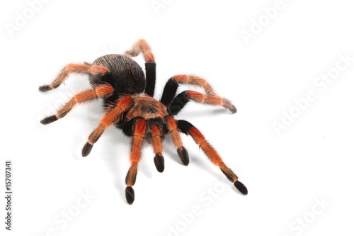 a studio photo of a tarantula