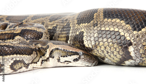 a photo of anaconda on white background © GraphicsRF