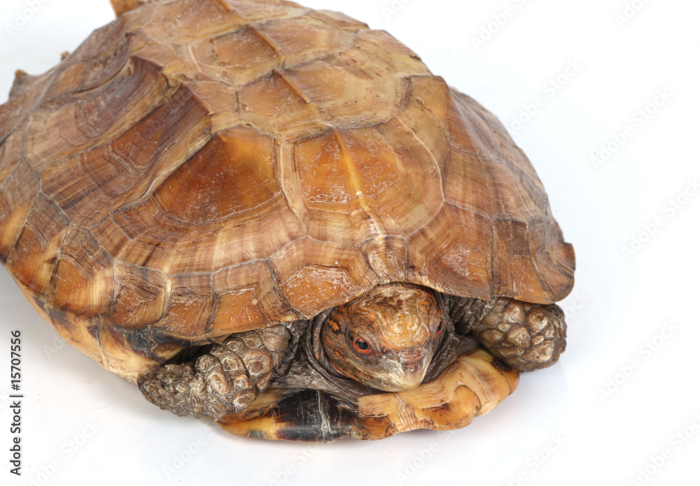 macro studio photo of a tortoise macro studio photo of a tortoise