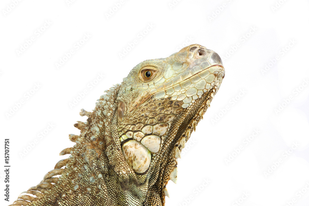 Fototapeta premium a closeup shot of Pogona vitticeps head