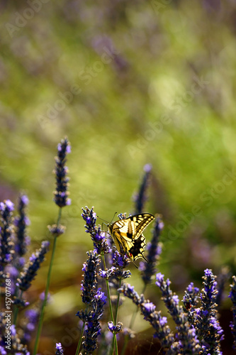 papillon sur lavande © Mikael Lever
