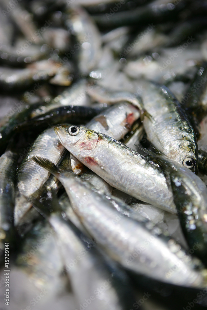 Etalage de sardines