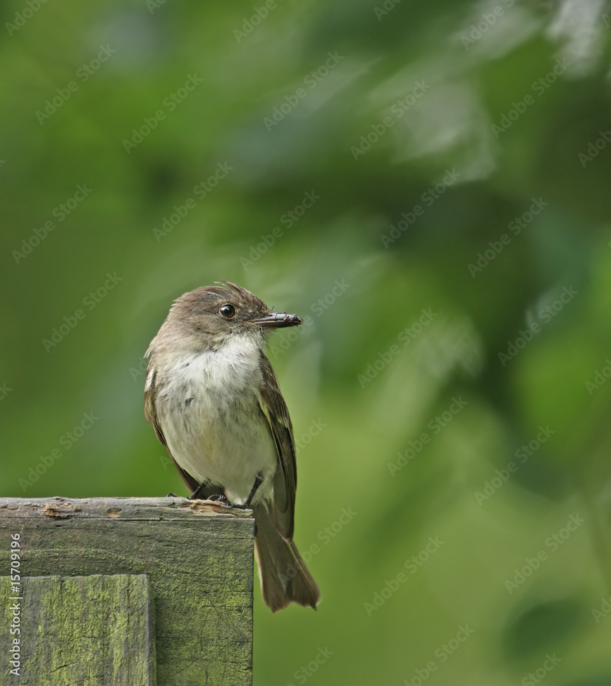 Obraz premium Eastern Phoebe