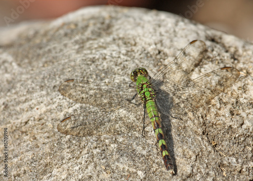 Common Pondhawk Dragonfly (Erythemis simplicicollis) photo