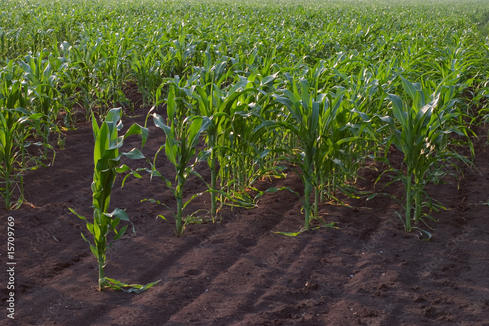Fototapeta premium Corn field