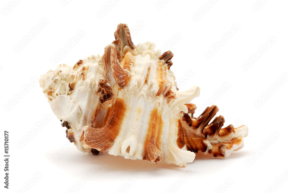 Sea shell isolated on white background Sea shell isolated on white background