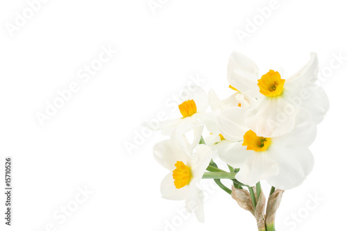 Fototapeta Naklejka Na Ścianę i Meble -  Daffodils on white background