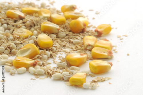 Alimentazione suina - Mais orzo e crusca photo