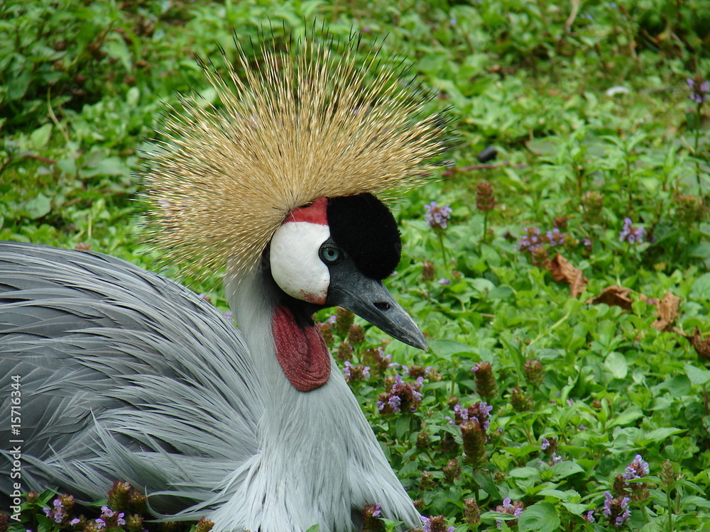 Fototapeta premium oiseau d'afrique
