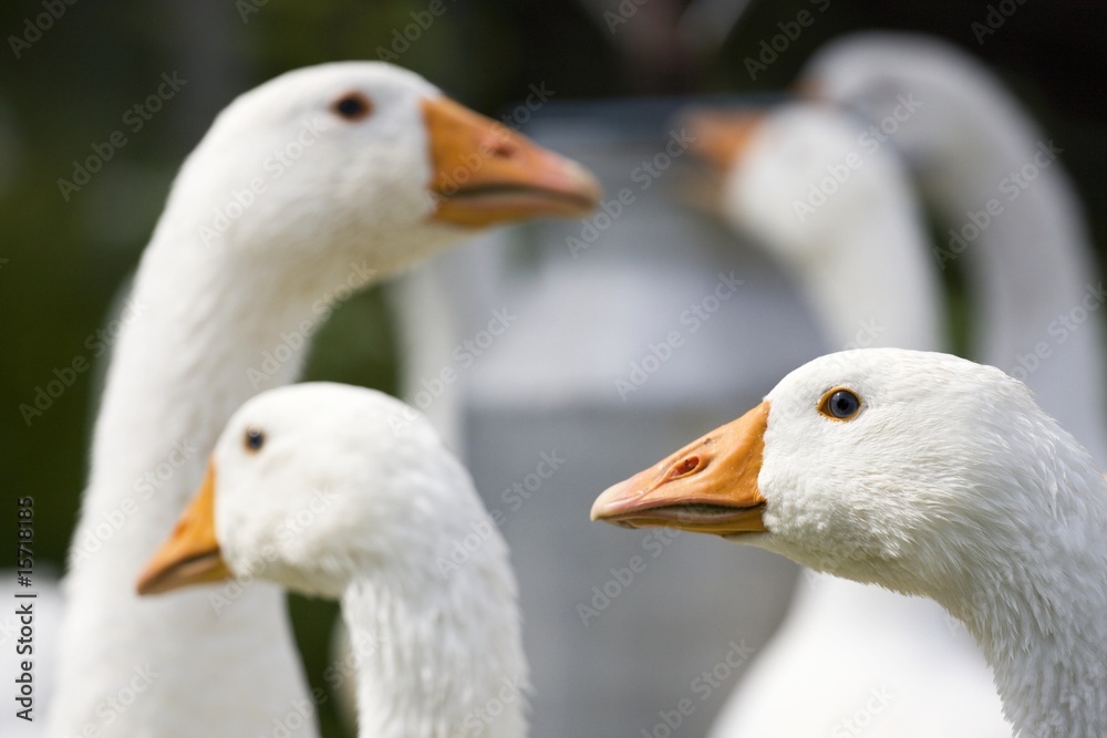 Domestic Geese