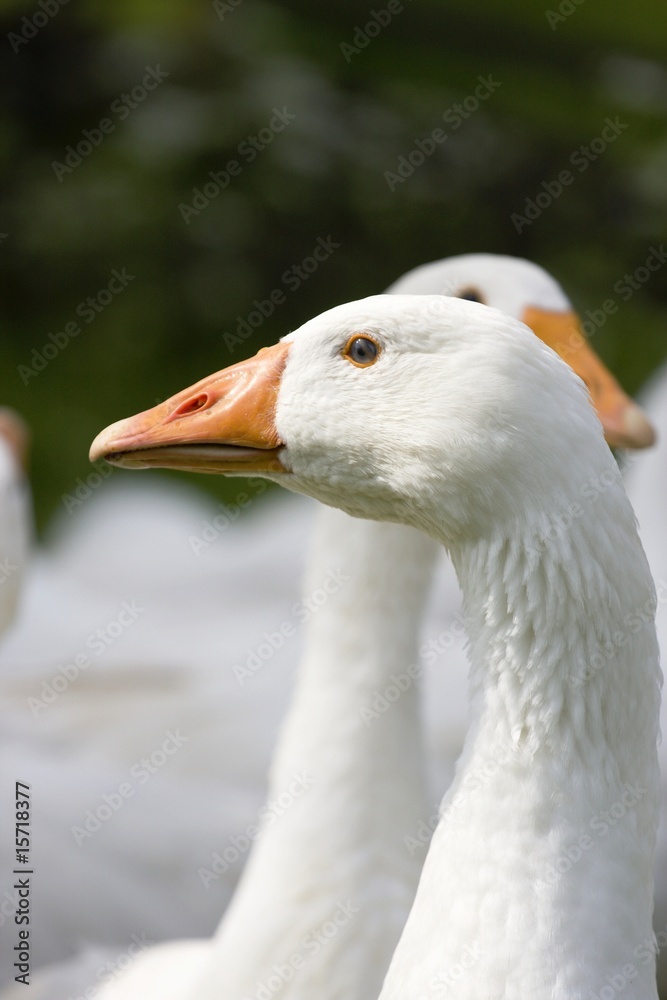 Domestic Geese Domestic Geese