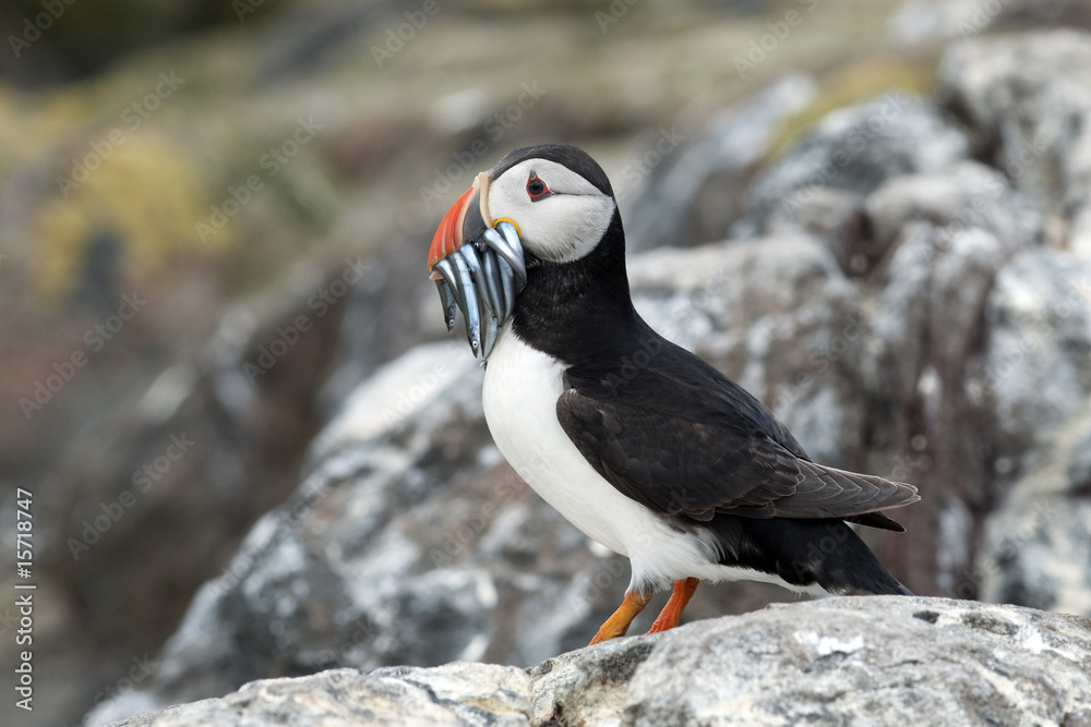 Fototapeta premium Puffin and fishes