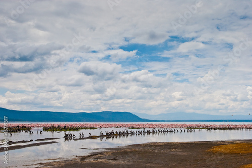 Flamingo birds sitting in a lake