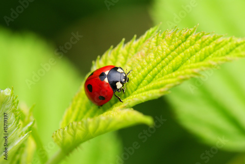 ladybird