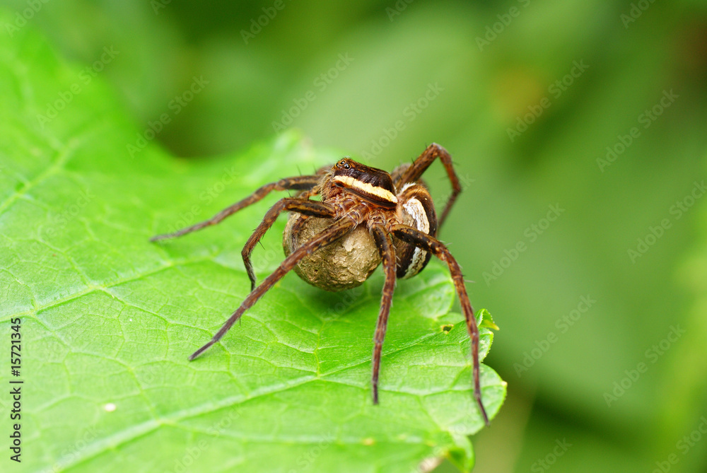 spider spider