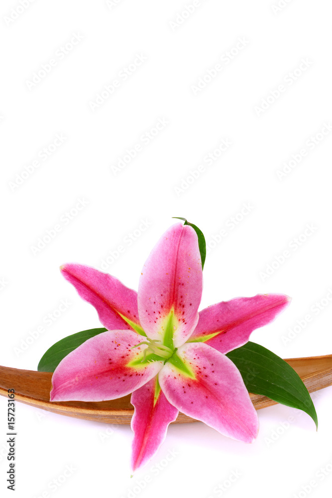 Beautiful lily flower, isolated over white Beautiful lily flower, isolated over white