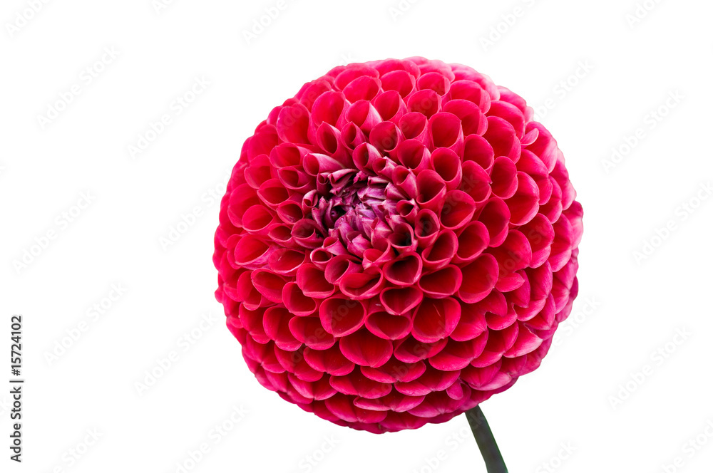 Dahlia. Dahlia.