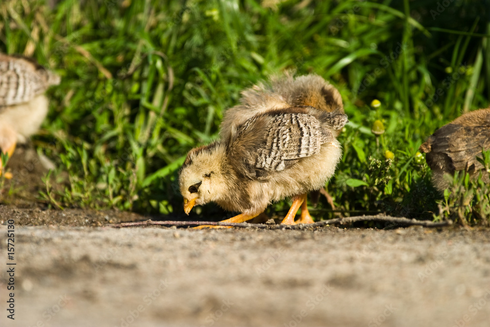 Obraz premium wild bird