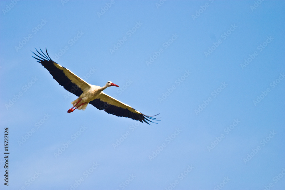 Obraz premium wild bird