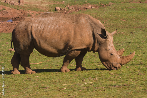 White Rhinoceros