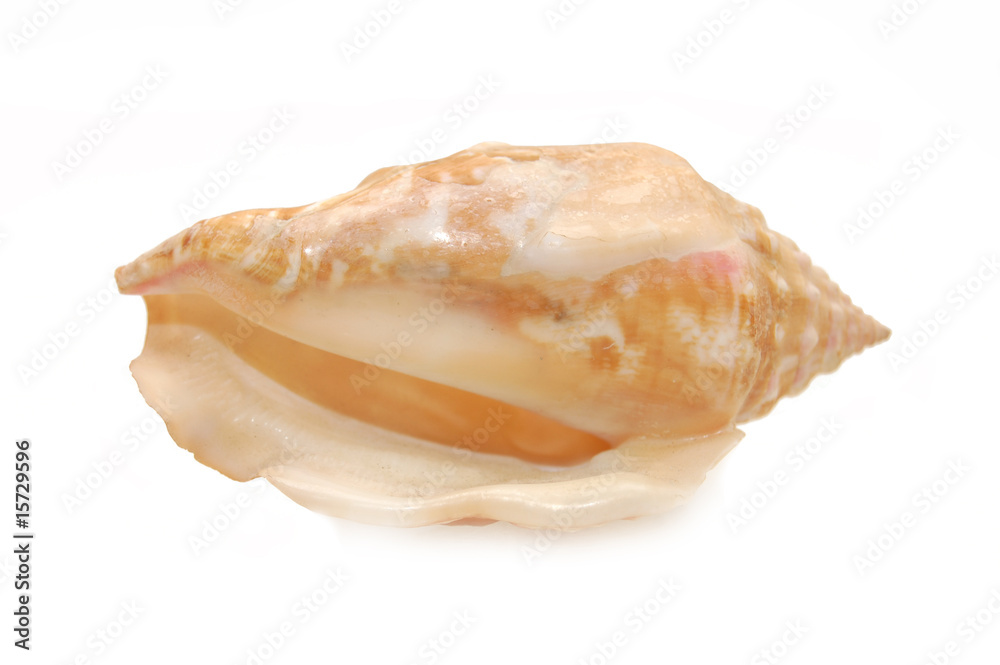 Sea cockleshell photographed in white background Sea cockleshell photographed in white background