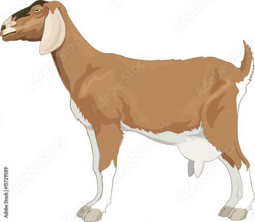 EWE, vector
