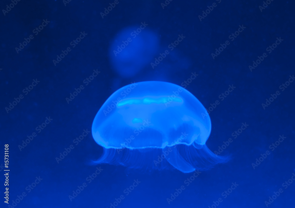 Ohrenqualle Aurelia aurita.|Moon jelly or moon jellyfish Ohrenqualle Aurelia aurita.|Moon jelly or moon jellyfish