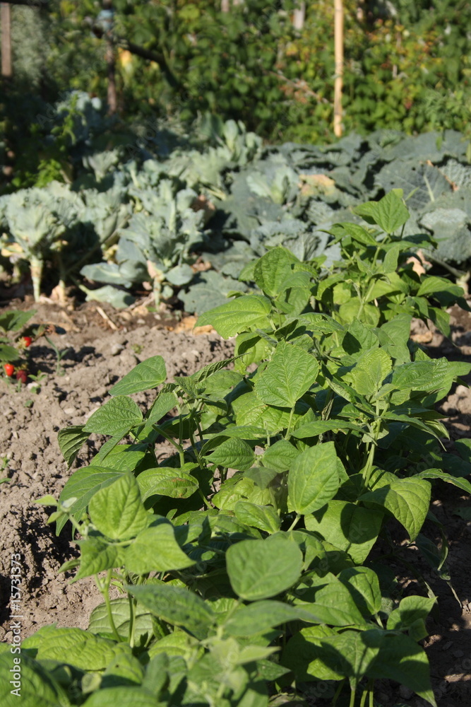 haricots du jardin haricots du jardin