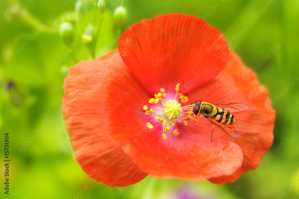 Fototapeta premium Mohn mit Biene