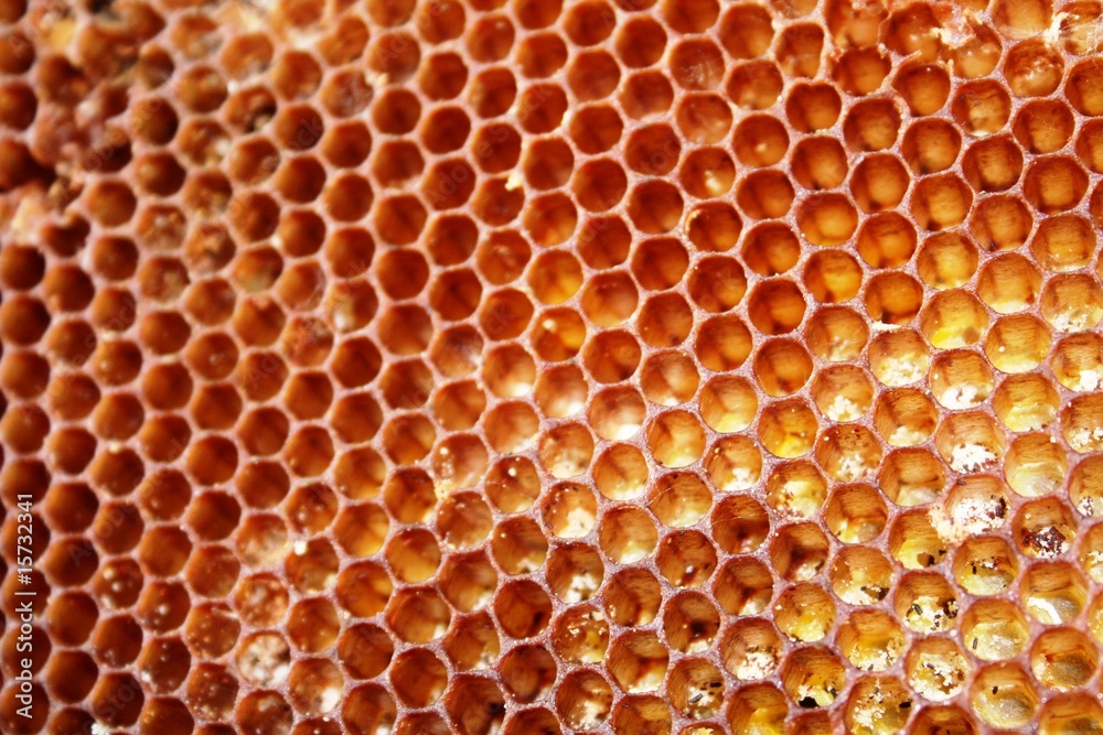 Alvéoles d'abeilles dans la ruches