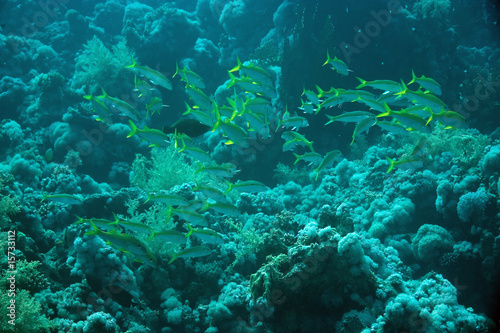 Fototapeta Naklejka Na Ścianę i Meble -  yellowfin goatfish