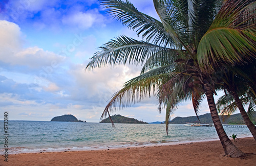 Palm trees on the beach