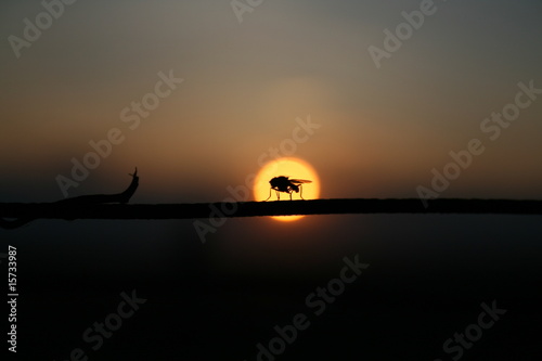 Fliege im Weingarten beim Sonnenuntergang