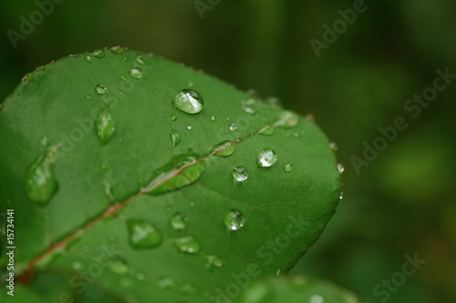 Tropfen auf dem Blatt
